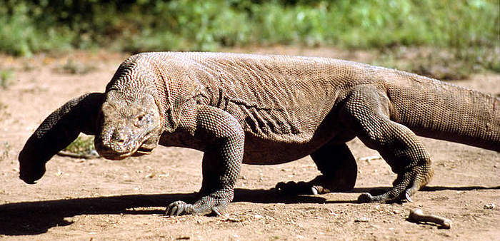 Image result for lagarto de komodo
