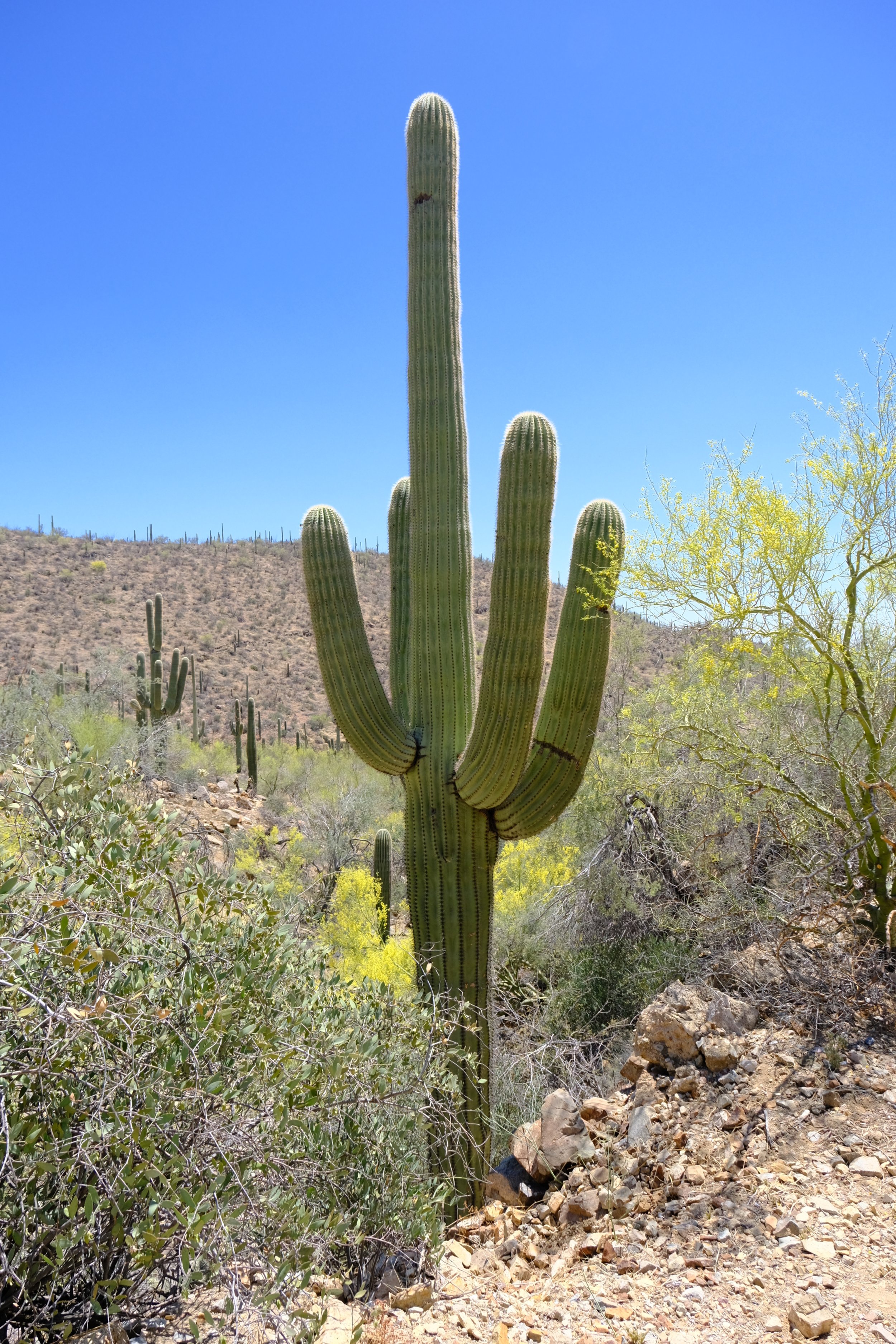 The Mighty Saguaro — beyond the garden wall